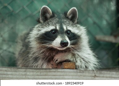 Portrait of the racoon in the aviary