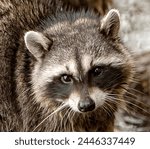 A portrait of a racoon feeding on shellfish on the shore of Stanley park, Vancouver, British Columbia