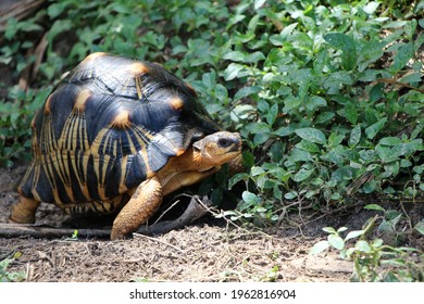 Portrait Radiated Tortoisethe Radiated Tortoise Eating Stock Photo ...