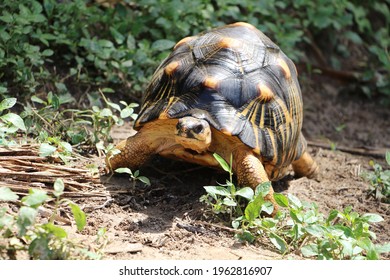 Portrait of radiated tortoise,The radiated tortoise eating flower ,Tortoise sunbathe on ground with his protective shell ,cute animal ,Astrochelys radiata ,The radiated tortoise from Madagascar