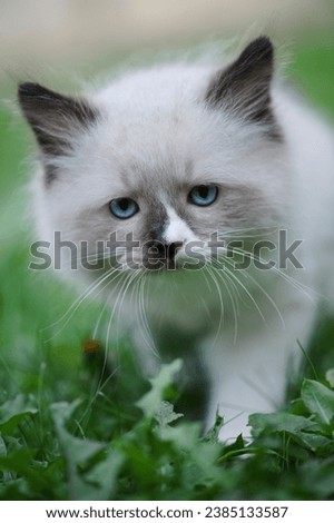 Portrait of a Ragdoll Kitten in the garden