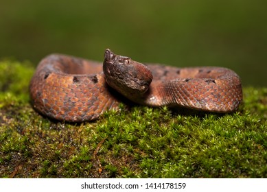 139 Hog nose snake Images, Stock Photos & Vectors | Shutterstock