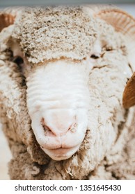 Portrait Of A Ram, Central Otago, NZ