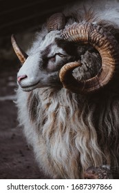 Portrait of a ram ,furry tur with curved big horns. Mountain sheep, goat close up portrait . Bighorn ram posing  - Shutterstock ID 1687397866