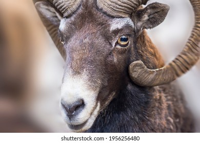 Portrait of a ram. Goat eyes with horns.