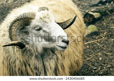 Portrait of a ram with large curved horns. Portrait of an adult ram, Aries with head turned to the side. Close-up, portrait, animal, male, horns, long fur.