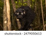 Portrait of rare blue eyed lemur in forest of madagaskar.