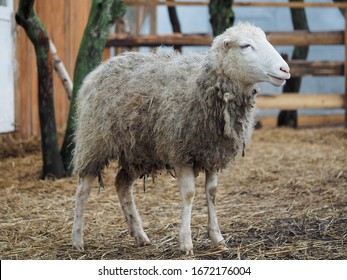 Portrait Of A Rare Breed Of Sheep Poll Dorset