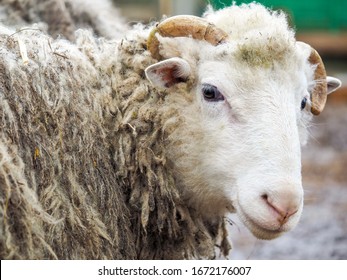 Portrait Of A Rare Breed Of Sheep Poll Dorset