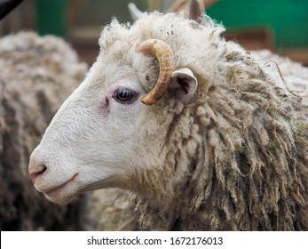 Portrait Of A Rare Breed Of Sheep Poll Dorset