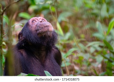 322 Chimps tanzania Images, Stock Photos & Vectors | Shutterstock