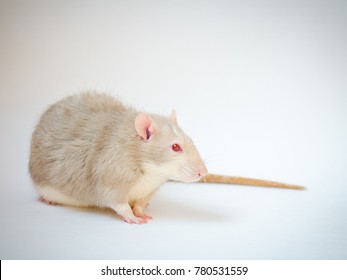 Portrait Rat Stock Photo 780531559 | Shutterstock