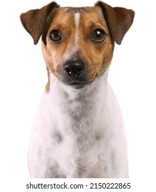 Portrait of a Rat Terrier dog isolated on a white background