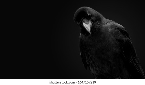 Portrait Of A Raven Bird On A Black Background.