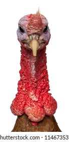 Portrait of Red Ardenner turkey against white background