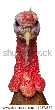 Portrait of Red Ardenner turkey against white background