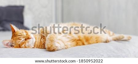 Portrait of red cat lying on the bed and dozes. Shallow focus.