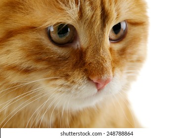 Portrait Of Red Cat On White Background