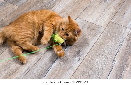 Portrait Of Red Cat Playing With Toy