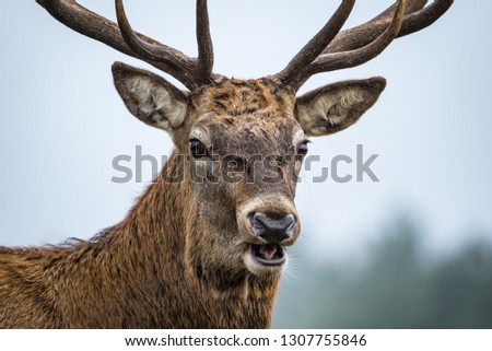 Portrait of a red deer
