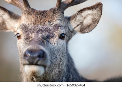 Portrait of a red deer stag against clear background.