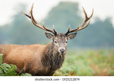 Portrait Of A Red Deer Stag, UK.