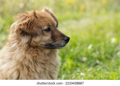 Portrait Of A Red Dog Looking Away.