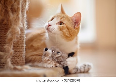 Portrait Of A Red Domestic Cat On A Floor With A Toy.