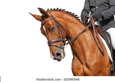 Portrait of a red dressage horse during the test on white background.