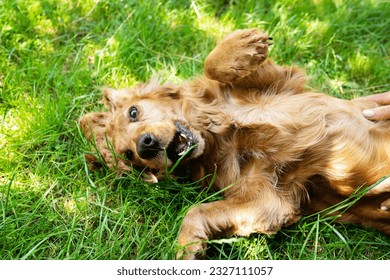 Portrait of a red english cocker spaniel lies and spins on the green grass. Selective focus, noise. - Shutterstock ID 2327111057