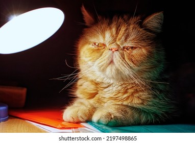 Portrait Of A Red Exotic Cat In A Dark Room In A Beam Of Electric Light Of A Lamp. Indoors. Horizontal Format. Colour. Photo.