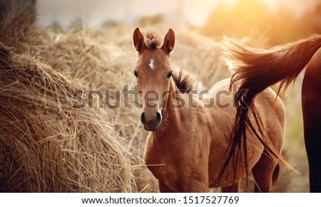 Portrait of a red foal with an asterisk on a forehead next to the mare on the background of bales of hay.