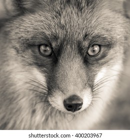 Portrait of a red fox in black and white