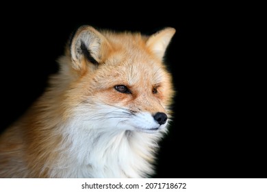 Portrait Red Fox, Vulpes Vulpes, Beautiful Animal On Black Background. Wildlife Nature