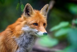 Portrait Of A Red Fox (Vulpes Vulpes) In The Natural Environment