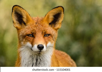 Portrait of a red fox (Vulpes vulpes) on a green background.