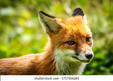 Fox Cub High Res Stock Images Shutterstock