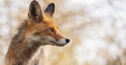 Portrait Of A Red Fox Vulpes Vulpes In The Wild.