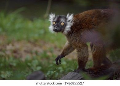 Portrait Of Red Fronted Lemur