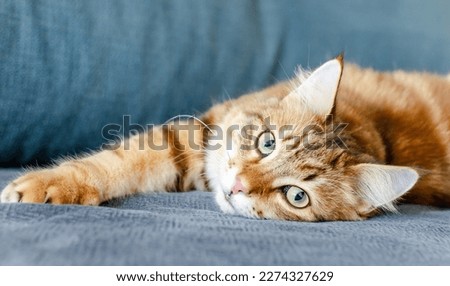 Portrait of a red Ginger stripped color siberian cat with yellow green eyes lying on the floor at home. Fluffy purebred straight-eared long hair male kitty. Adorable domestic pet concept.
