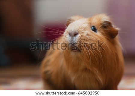 Portrait of red guinea pig. Close up.