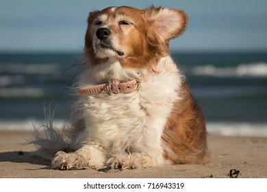 Portrait Of Red Haired Collie Type Dog At A Beach On A Breezy Day With Wind Blown Ears And Ruffled Hair.