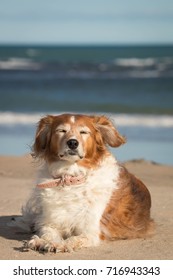 Portrait Of Red Haired Collie Type Dog At A Beach On A Breezy Day With Wind Blown Ears And Ruffled Hair.