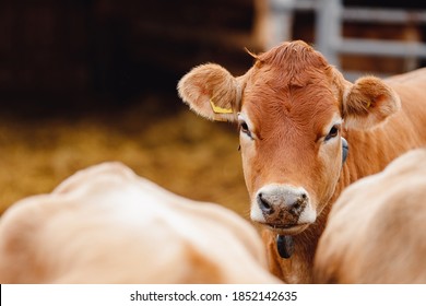 Portrait Of Red Hairy Jersey Smile Cow Funny Face, Big Ears Showing Tongue.