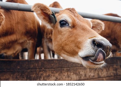 Portrait Of Red Hairy Jersey Smile Cow Funny Face, Big Ears Showing Tongue.