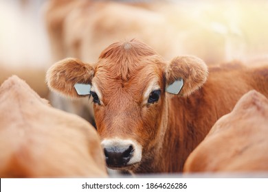 Portrait Of Red Hairy Jersey Smile Cow Funny Face, Big Ears Showing Tongue.