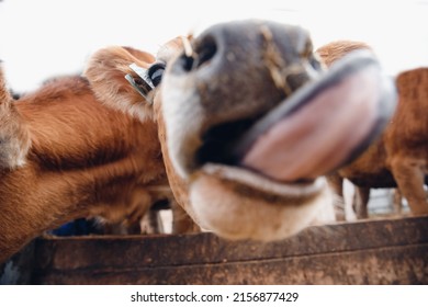 Portrait Of Red Hairy Jersey Smile Cow Funny Face, Big Ears Showing Tongue.