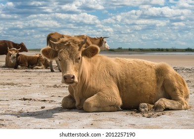 Portrait Of Red Heifer Resting On The Ground On Sunny Day