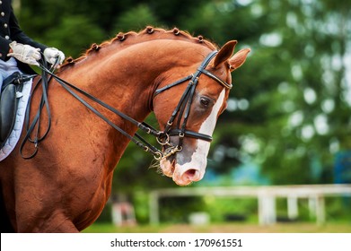 Portrait of red horse in dressage competition