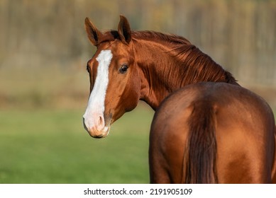 Portrait of red horse looking back. Don breed horse. - Shutterstock ID 2191905109